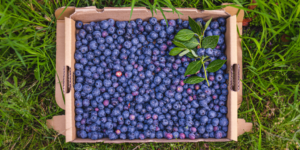 Spain Blueberries